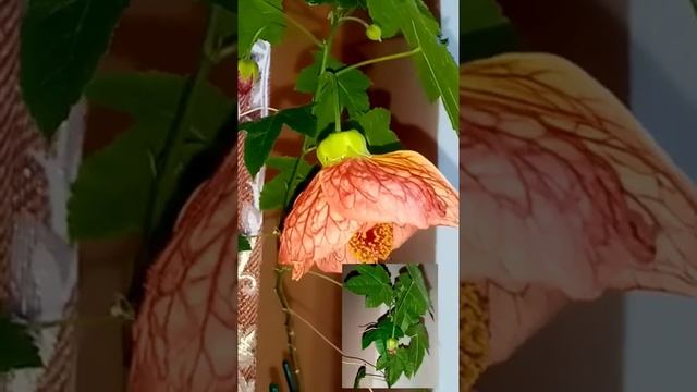 Цветение Абутилона (Комнатный клён) смотреть онлайн