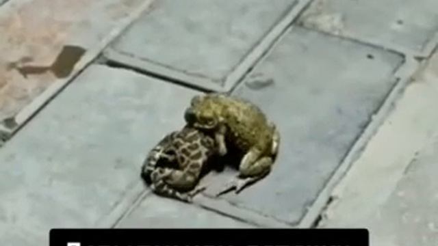 лягушка-борец смотреть онлайн