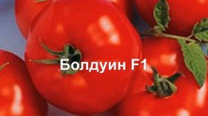 Какие томаты самые урожайные для теплиц