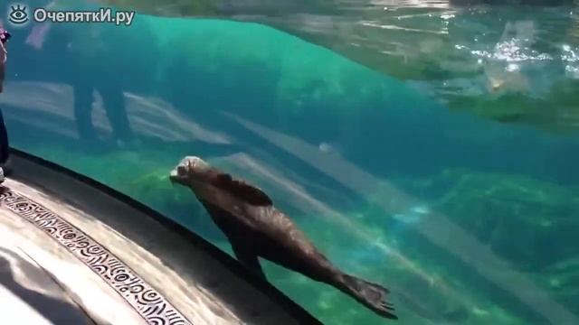 Чуткий морской лев смотреть онлайн