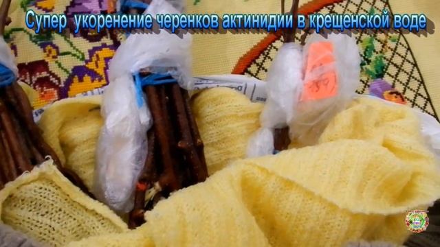 100% укоренение черенков актинидии в крещенской воде смотреть онлайн