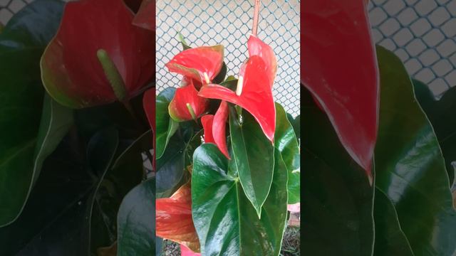 Красный антуриум. Антуриум - мужское счастье смотреть онлайн