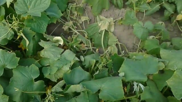 СОБИРАЕМ ОГУРЦЫ СО СВОЕГО ОГОРОДА / НАЧИНАЕМ СОБИРАТЬ УРОЖАЙ / УРОЖАЙ 2019 ГОДА смотреть онлайн