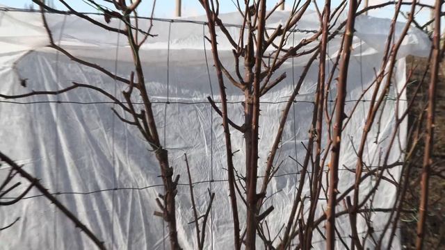 весенняя обрезка розы пьер де ронсар (эден розе), питомник роз полины козловой, rozarium.biz смотреть онлайн