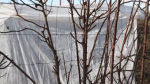 весенняя обрезка розы пьер де ронсар (эден розе), питомник роз полины козловой, rozarium.biz