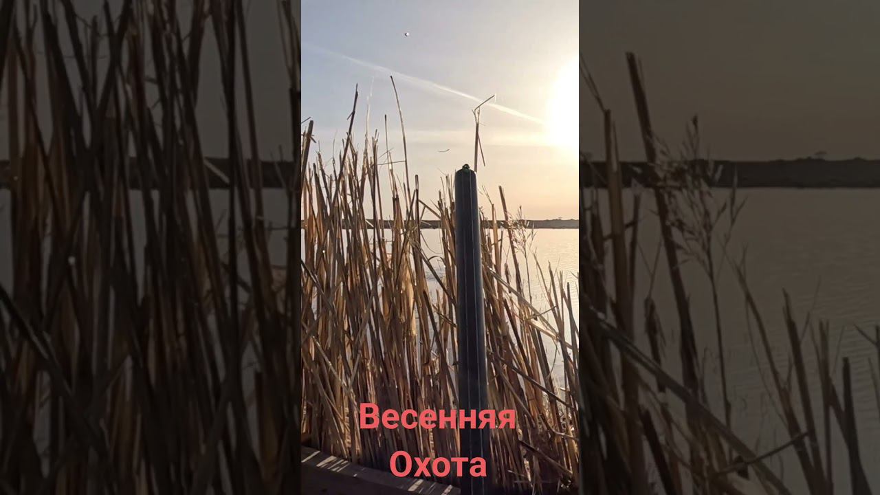 хороший налет на весенней охоте на селезня 2024 смотреть онлайн