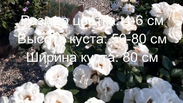 Розы с характеристиками: Эшли, Аспирин, Изи Даст Ит, Мидсаммер смотреть онлайн