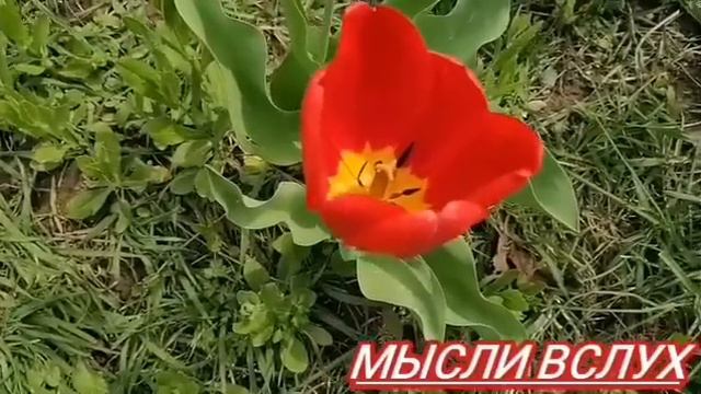 Севка Ад остановитесь.В чем ценность жизни!?Граф Николаша.Как Севка голодал. смотреть онлайн