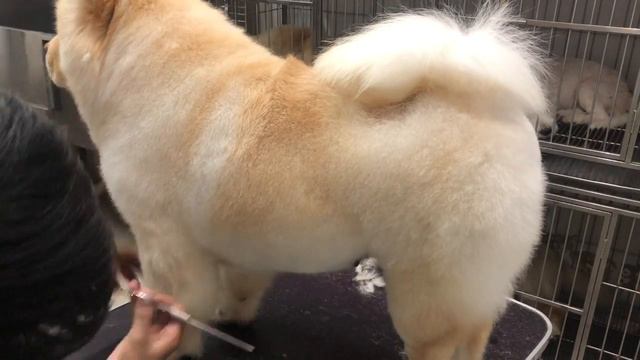 Cute Chow Chow dog | grooming chow chow's hair full смотреть онлайн
