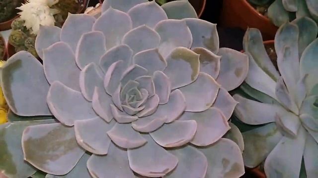 СУКУЛЕНТЫ И КАКТУСЫ В ЛЕРУА МЕРЛЕН/22.01.21/ смотреть онлайн