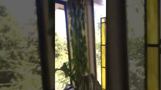 Ribbon Fern Ophioglossum Pendulum