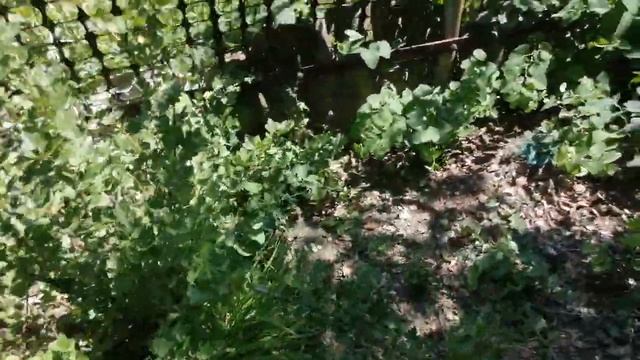 Видео экскурсия по даче смотреть онлайн