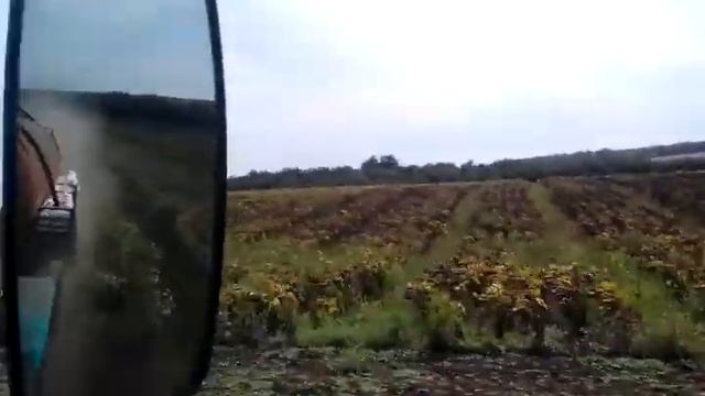 Подсолнечник на семена смотреть онлайн
