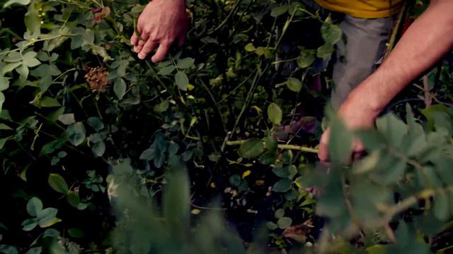 Wildtriebe bei Rosen sicher erkennen und entfernen! | James der Gärtner смотреть онлайн