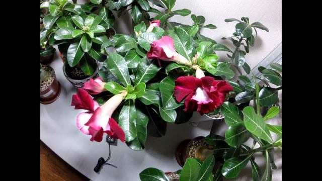Adenium time lapse, 6 day, Surgut смотреть онлайн