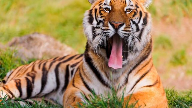 Дикая природа Кошки