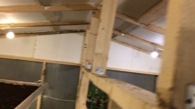 Обзор теплицы. Рост щавеля. Лук 50см.