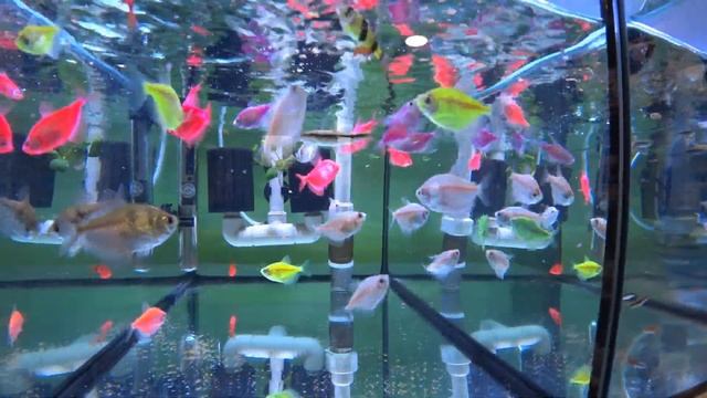 Большая поставка аквариумных рыбок в мой зоомагазин. Как правильно адаптировать рыбку - видеоурок! смотреть онлайн