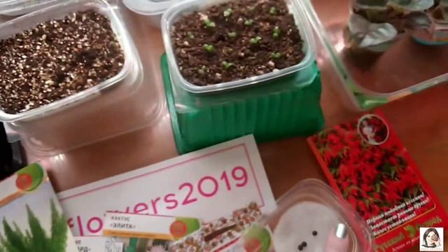 Комнатные цветы из семян. Тестовый посев и первые всходы. смотреть онлайн