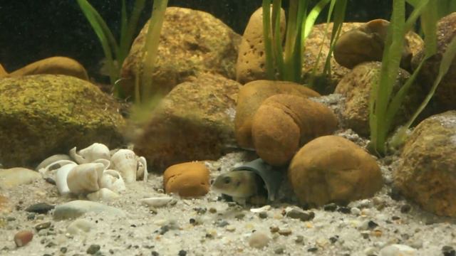 200L Tanganyika Tank - Limnochromis auritus смотреть онлайн