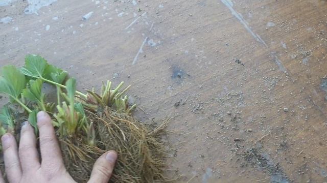 ОКС заготовка и сравнение класса А и А-. смотреть онлайн