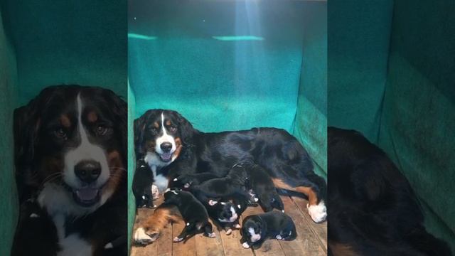 Puppies' meal time смотреть онлайн