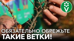 ТРИ ПРИЕМА ДЛЯ КРЫЖОВНИКА ОСЕНЬЮ, КОТОРЫЕ ЗНАЧИТЕЛЬНО УВЕЛИЧАТ УРОЖАЙ!