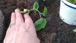 Обзор обогрева теплицы свечами. Перчики и огурцы хорошо переносят  холодные ночи. 14.04