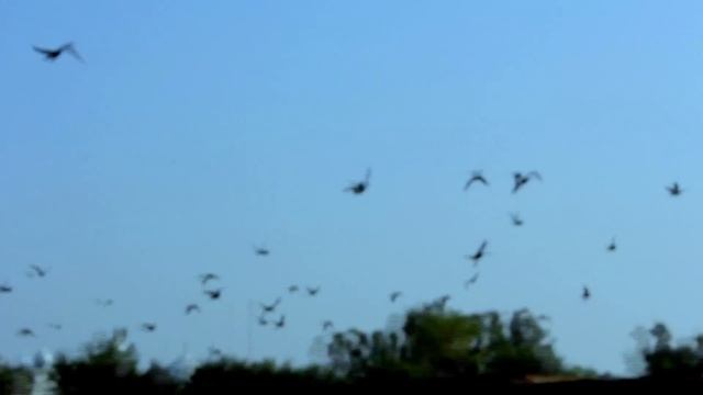 MOOL MANTRA смотреть онлайн