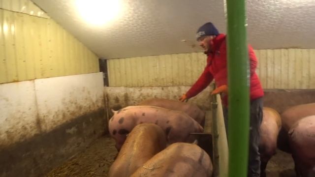 170 КГ,В ШЕСТЬ МЕСЯЦЕВ ,живым весом будет... смотреть онлайн