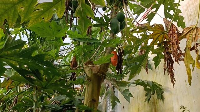 как вырастить бананы смотреть онлайн