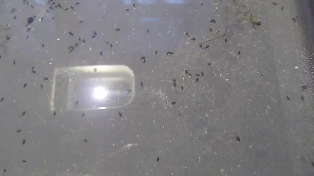 Ловушка для блох вода + моющее средство. смотреть онлайн