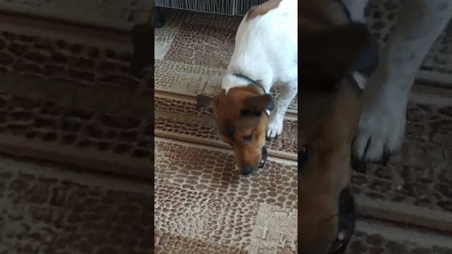 Кот и пёс едят сырую картошку. смотреть онлайн