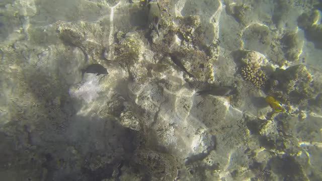 Египет, Подводный мир, Шарм-Эль-Шейх, залив Наама, часть 3 из 3 смотреть онлайн