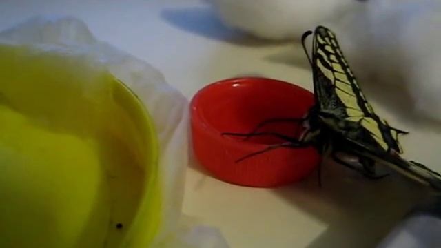 Papilio machaon - Feeding time смотреть онлайн