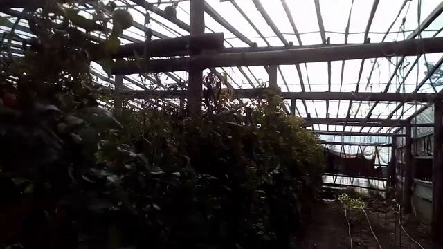 Томаты Пинк маргари, Цетус, Розалба. смотреть онлайн