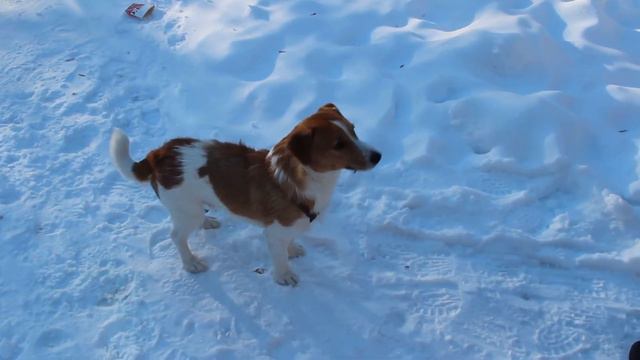 Джек рассел зимой. Jack Russell in winter смотреть онлайн