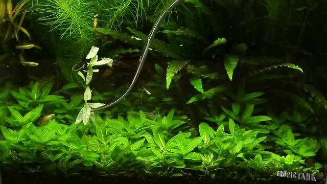 Staurogyne Repens - Trimming смотреть онлайн