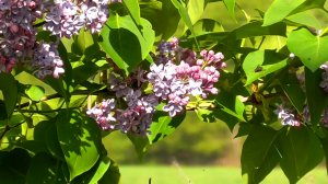 Звуки живой природы. Цветущая весна. Природа. Пейзажи весны.