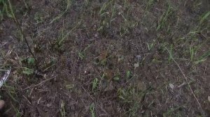 Видеоархив.Собираем сморчки -2017.