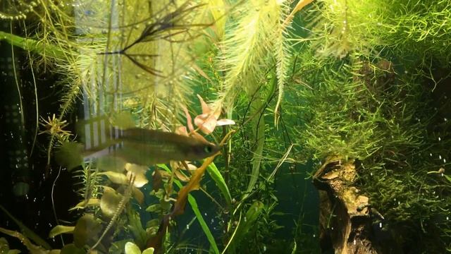 2 Golden Wonder Killifish Lineatus линеатус смотреть онлайн