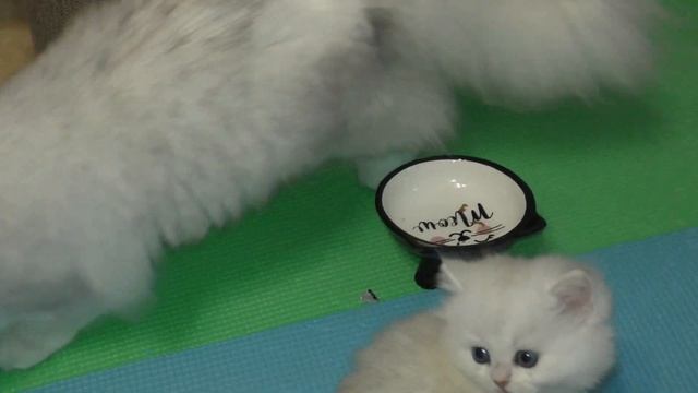 Удобная миска для котенка смотреть онлайн