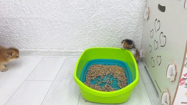 Funny kitten games | Little kittens keep cats awake смотреть онлайн