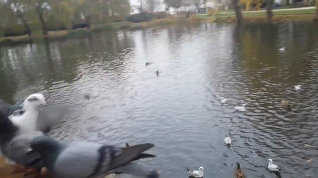 Как в Польше дикие животные живут в Гармонии с людьми. смотреть онлайн