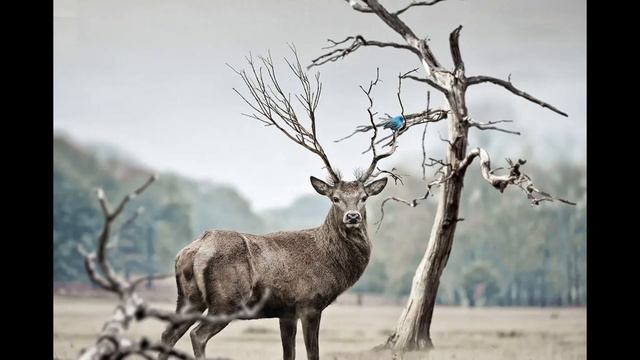 Tambour chamanique - Esprit du Cerf -Transe смотреть онлайн