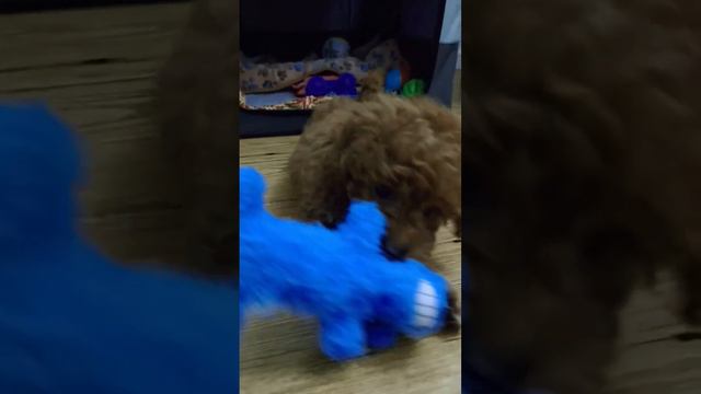 Teddy Bear Mini Goldendoodle 😍😍 #music #minigoldendoodlepuppies #minigoldendoodles #cute #cutedog смотреть онлайн