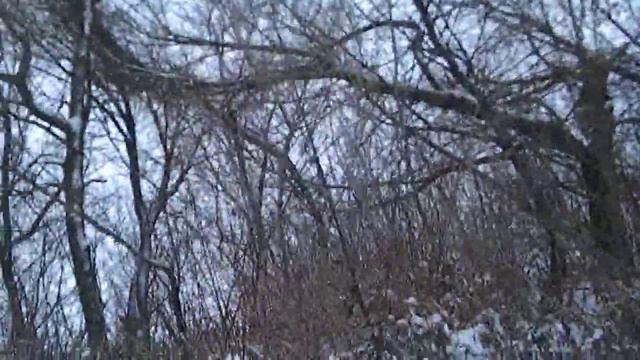 Прогулка с Немецкой овчаркой. 01.12.2018. смотреть онлайн