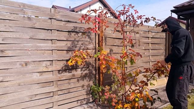 115. Ежевика. Подготовка к Зиме. Как это делаю я смотреть онлайн