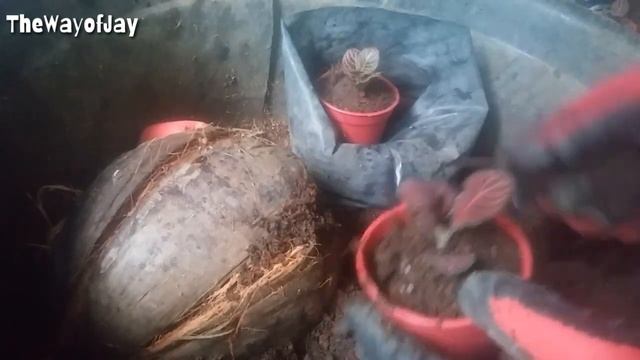 Red Nerve Plant | Fittonia Propagation by Stem Cutting, Repotting, and Care смотреть онлайн