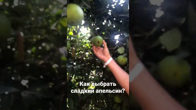 Как выбрать сладкий апельсин? смотреть онлайн